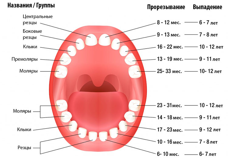 Виды и возраст прорезывания зубов